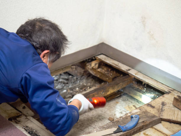 Pine Mountain, GA Mold Remediation Company