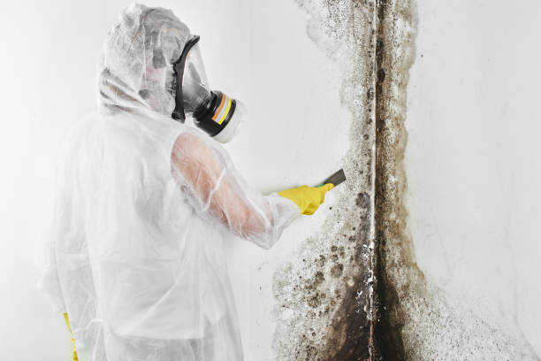 Best White Mold Remediation in Pine Mountain, GA