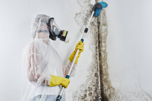Best Emergency Mold Remediation in Pine Mountain, GA