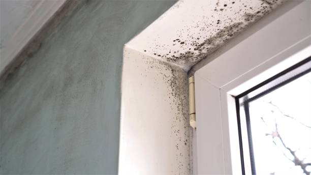 Best Emergency Mold Remediation in Pine Mountain, GA