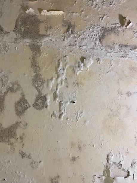 Best Mold Testing and Inspection Services in Pine Mountain, GA