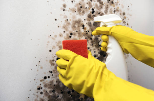 Best Industrial Mold Remediation in Pine Mountain, GA